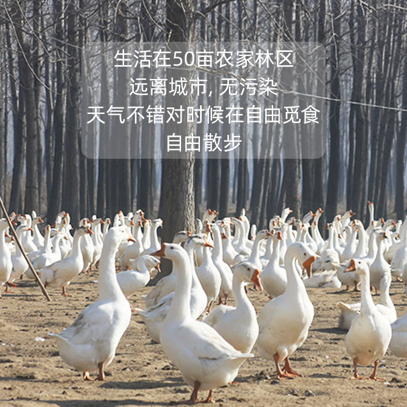 妊婦向けの新鮮なガチョウの卵、放し飼いの農場のガチョウの卵、本物の新鮮なガチョウの卵、厳選された6個のガチョウの卵、80-120g|undefined