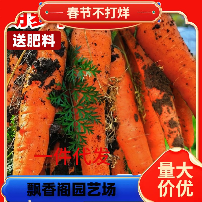 一件代发胡萝卜种子水果蔬菜种孑红樱桃萝卜种籽大全四季种植菜苗