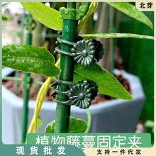 兰花固定架蝴蝶兰金钱树实心铁条铁丝植物支撑杆造型固定支架夹子