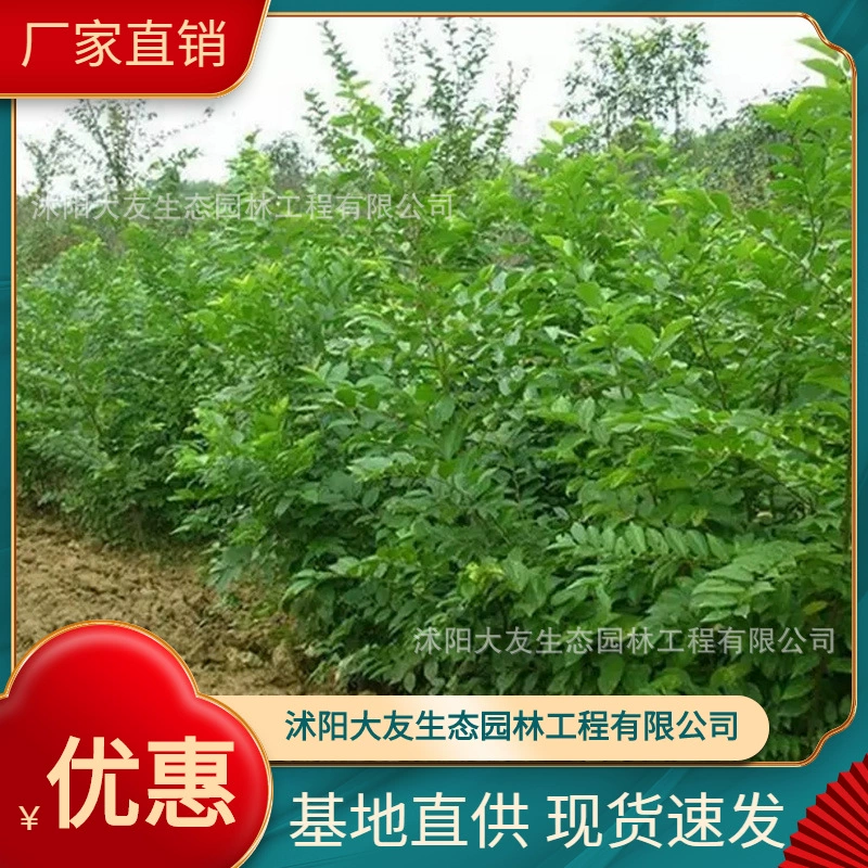 Базовая оптовая продажа собственного производства и самостоятельной продажи Пу Шу Мяо живописное место ландшафтный дизайн Дорога Садовая техника Озеленение саженцев