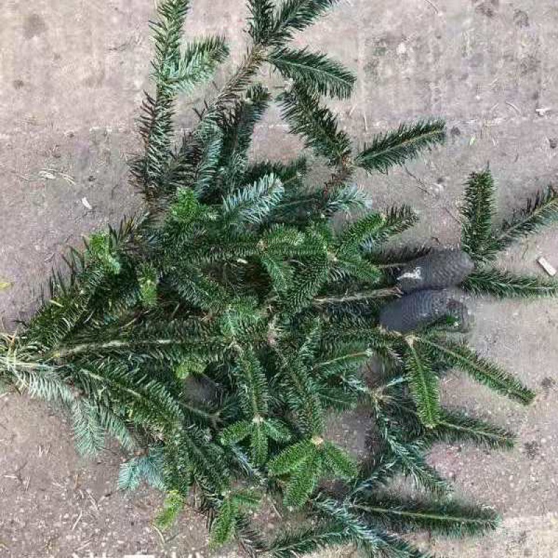 輸入の新鮮な諾貝松クリスマスツリーの花輪天竺少女柳杉蓬莱真松枝クリスマス装飾緑植|undefined