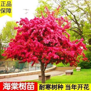 �ߗU���Ę����������Ĵ��z���ı������Ļ���ͥԺ�e�������ͺ�ֲ��