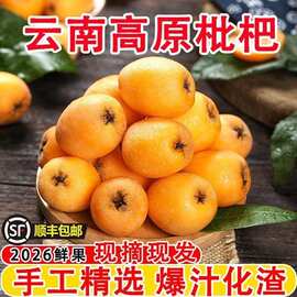 云南蒙自枇杷新鲜五星净重当季大果现摘现发水果孕妇