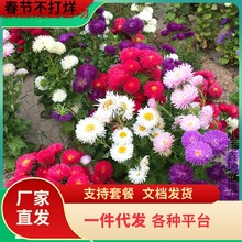 一件代发翠菊混色菊花种子盆栽阳台花卉庭院凤仙花波斯菊太阳花易
