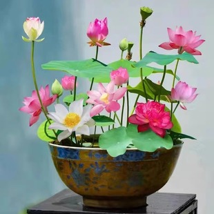 Hydroponic Bowl Lotus Seeds Lotus Seeds Fish Tank Water Culture Plants Hydroponic Lotus Seeds 20 Seeds 1 Catties 500g