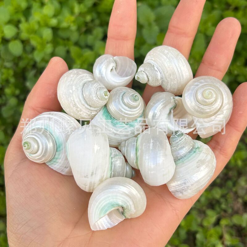 Natural Conch Shell Luminous Peel Silver Green Snail Hermit Crab Replacement Shell Handmade DIY Shell Wholesale