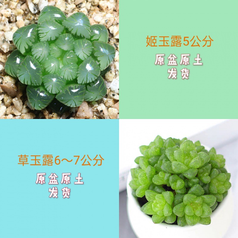 지유루 + 카오유루 (저희 매장의 핫모델)