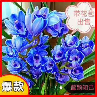 �m����ϡ���҃�ֲ��������ļ������ͺ�ֲ������_��