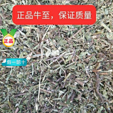 ��ș��ţ����500�˰��]�������в��ië��ɽ�������