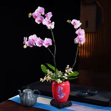 新款中国红花盆家用客厅绿植盆兰花花盆火焰南天竹专用盆高身陶瓷