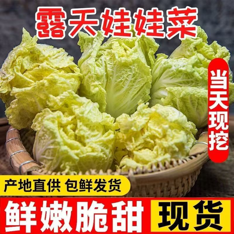 Freshly Cut and Shipped, Frost-Grown, Self-Grown, Fresh Seasonal Vegetables for Hot Pot, Baby Cabbage, Yellow Heart Cabbage, 4.5kg Wholesale Freshly Cut and Shipped, Frost-Grown, Self-Grown, Fresh Seasonal Vegetables for Hot Pot, Baby Cabbage, Yellow Heart Cabbage, 4.5kg Wholesale