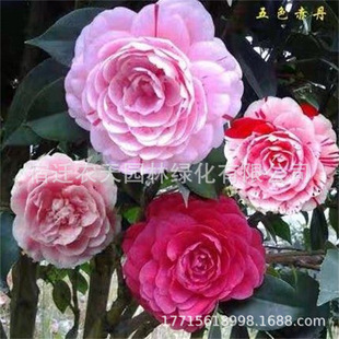 Camellia Potted Xiangfei Camellia Potted Plant with Buds Five-Color Red and Red Florals and Green Plants Indoor Strong-Scented Saplings