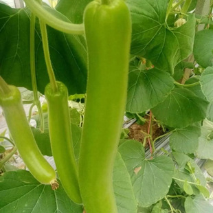 ���۴�����ӹϷN����ӹ����r����@���ļ��ļ����߲���ӹϷN��