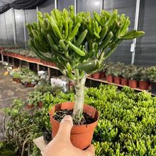 吸财树多肉植物大棵盆栽招c发财树绿植花卉盆栽阳台新手好养