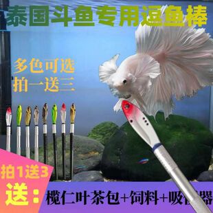 ���~��̩�����~Ӗ�������P�B�lɫȫ�׼���
