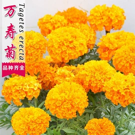 盆栽;种子;花盆容器
