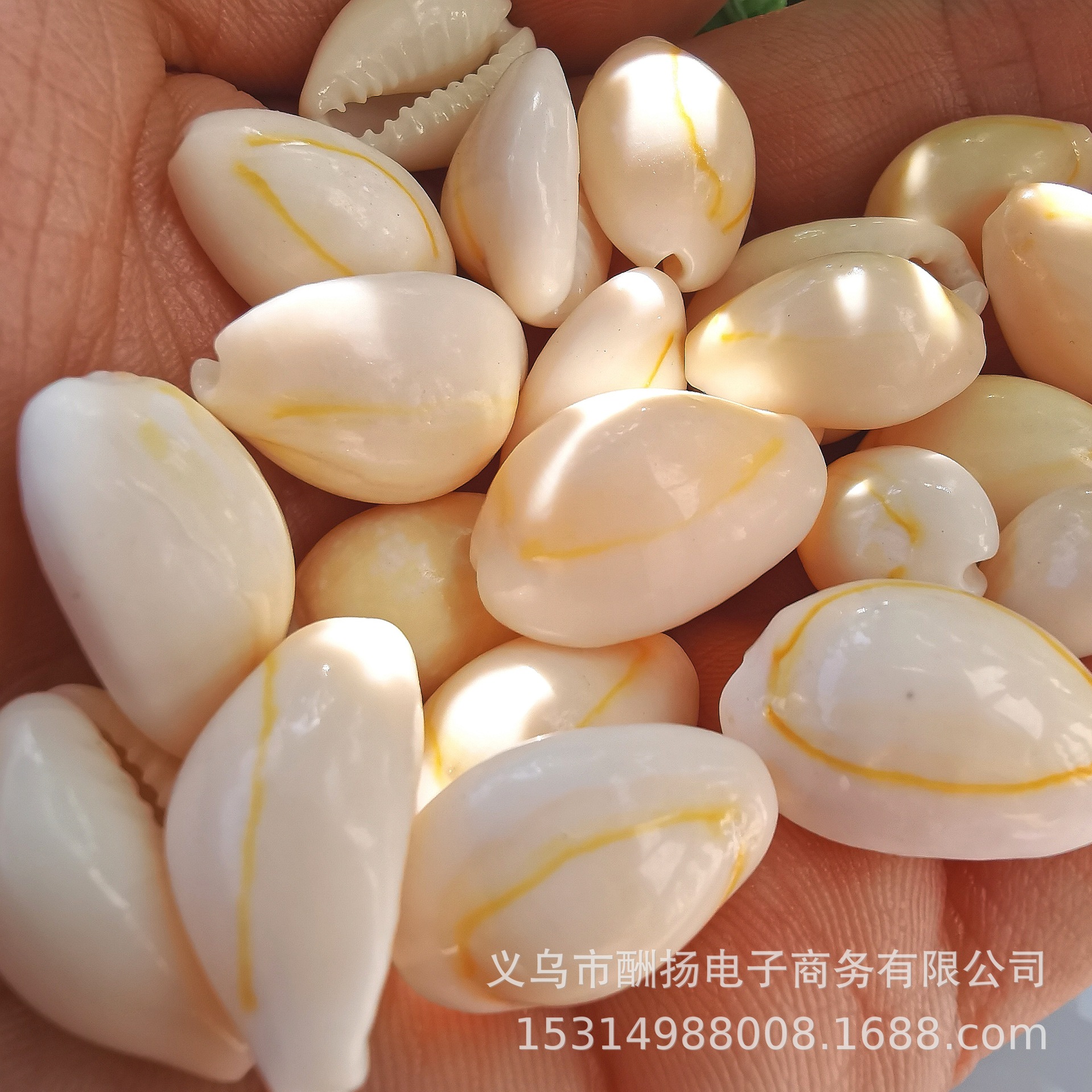 金边贝黄白