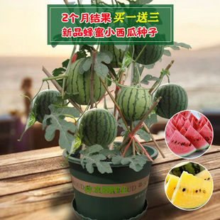 小西瓜苗圖片 海量高清小西瓜苗圖片大全 阿里巴巴