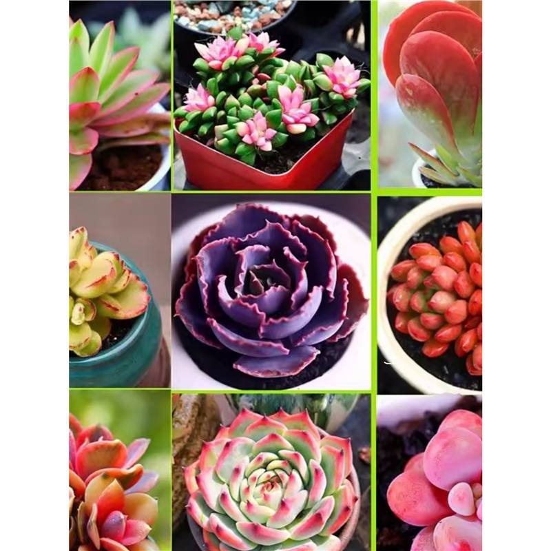Nuevo huevo de melocotón, una caja completa de variedades raras, combinación de productos de alto precio, plantas de carne en maceta, micro paisaje, paquete de novatos. image 2