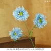 Royal concubine chrysanthemum