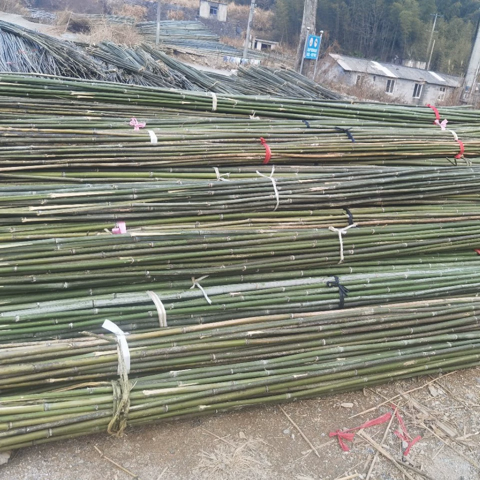 Бамбуковые столбы Бамбуковые столбы лазят по ротанам и овощам
