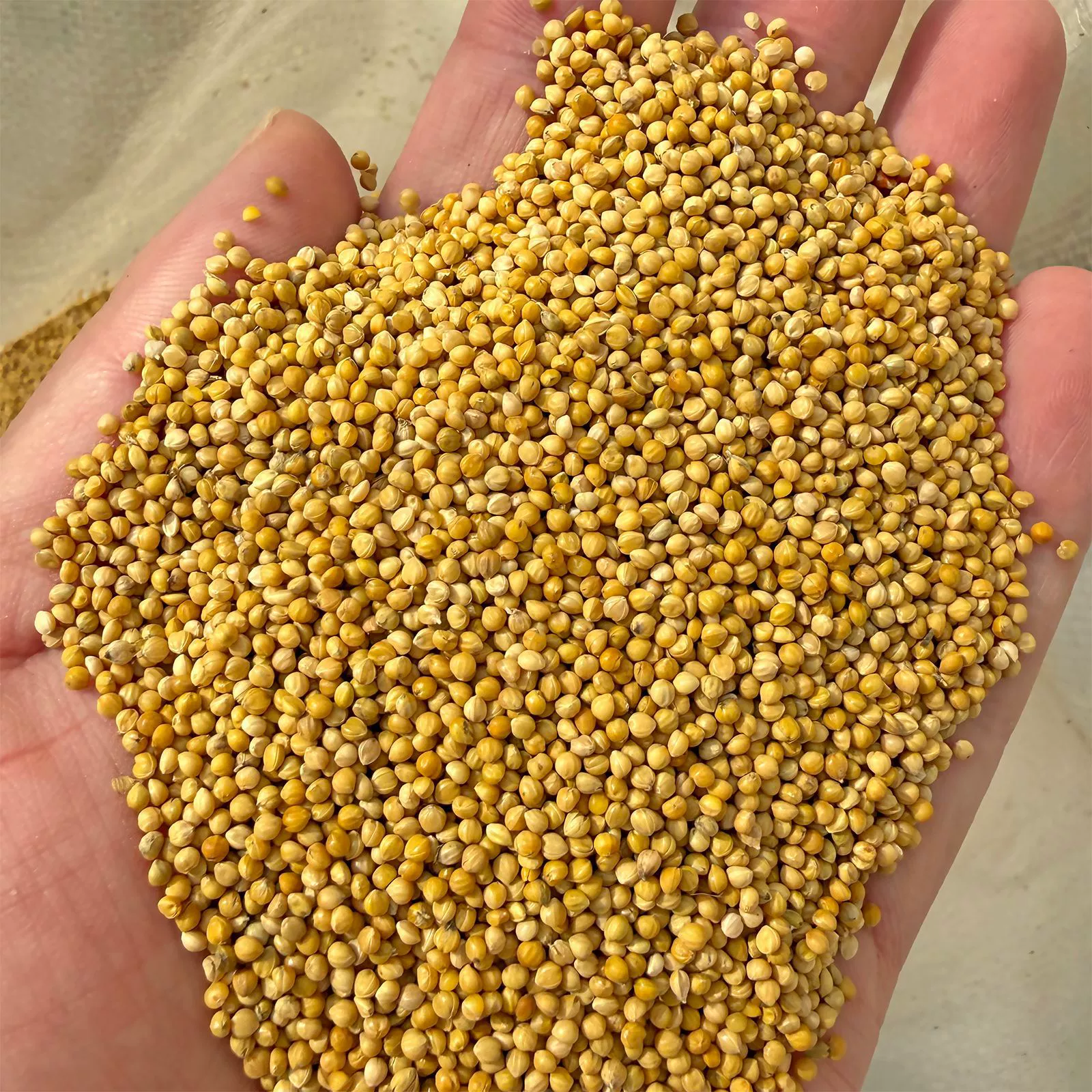 Новый желтый просо с оболочкой