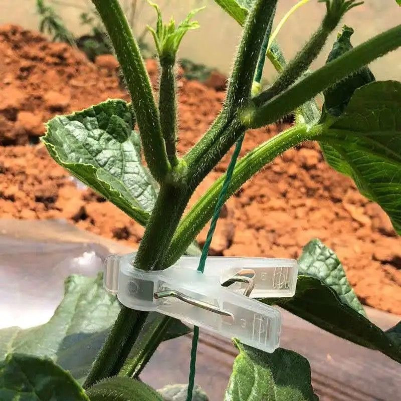 colgar pepinos de invernadero, colgar pepinos de tomate