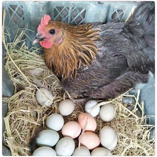 ���N�����u����u���������_���u�r�����u���u�ǾG����ɢ�B�ߵ��u