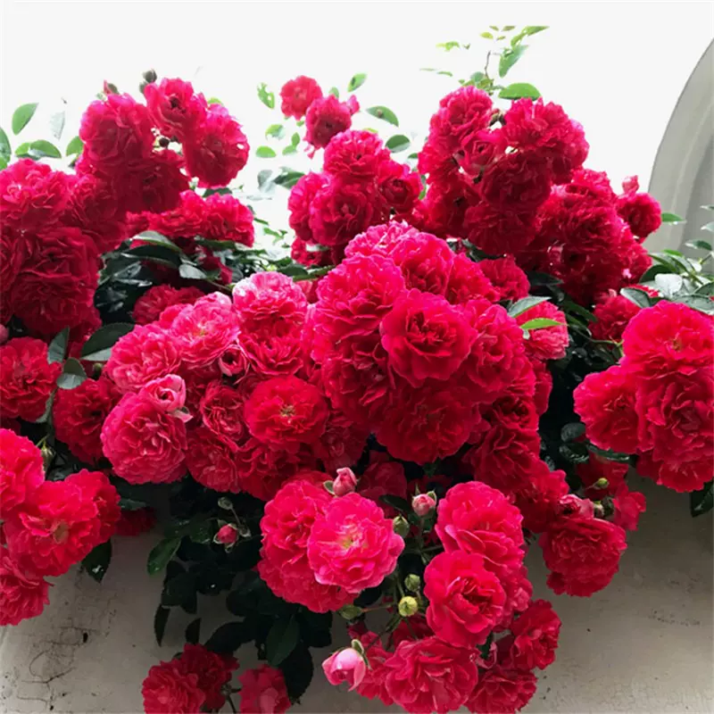 红木香白木香花苗盆栽爬藤植物浓香四季蔷薇攀援花卉庭院黄木香花