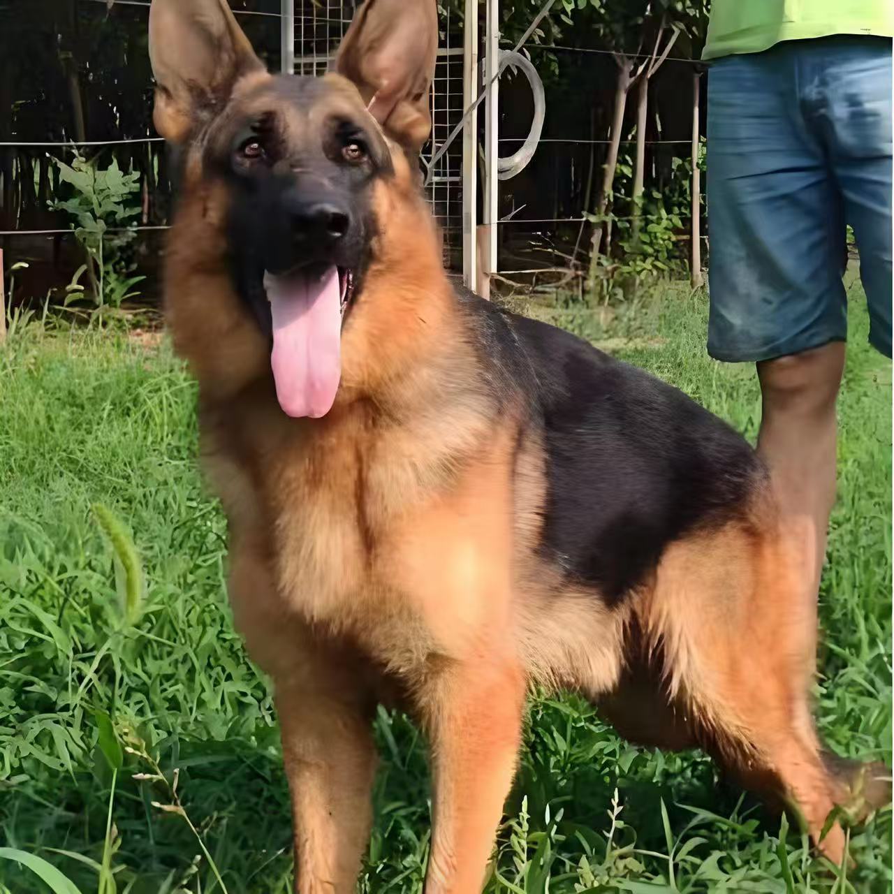 出售德国牧羊犬幼犬活体狗狗德国黑背军警犬宠物狗护卫犬大狼狗