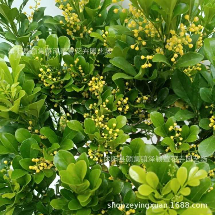 米兰花盆栽茉莉室内驱蚊绿植物浓香四季开花苗客厅阳台好养花卉