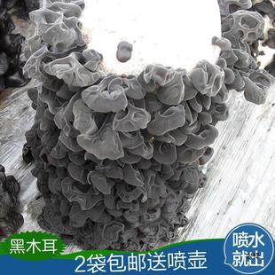 Black Fungus Bag Mushroom Planting Bag Mushroom Bag Potted Mushroom Edible Stick Free Shipping Indoor Mushrooms