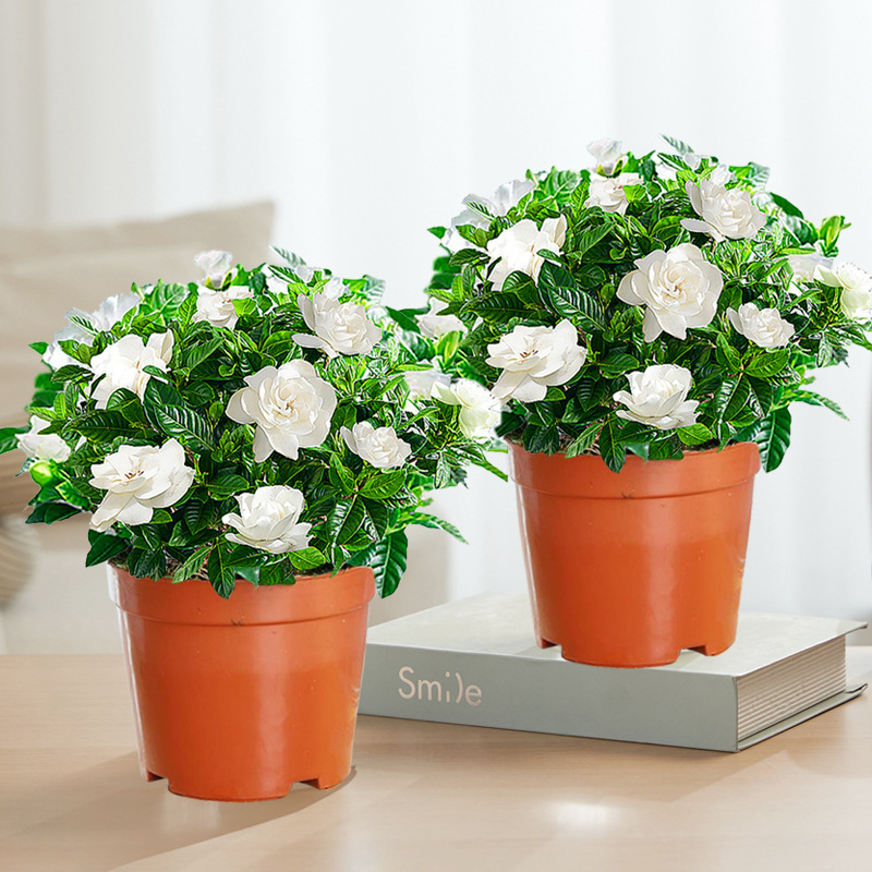 부티크 90#싹이 있는 치자나무(원래 화분 흙) + 영양액 [화분 2개 특가]