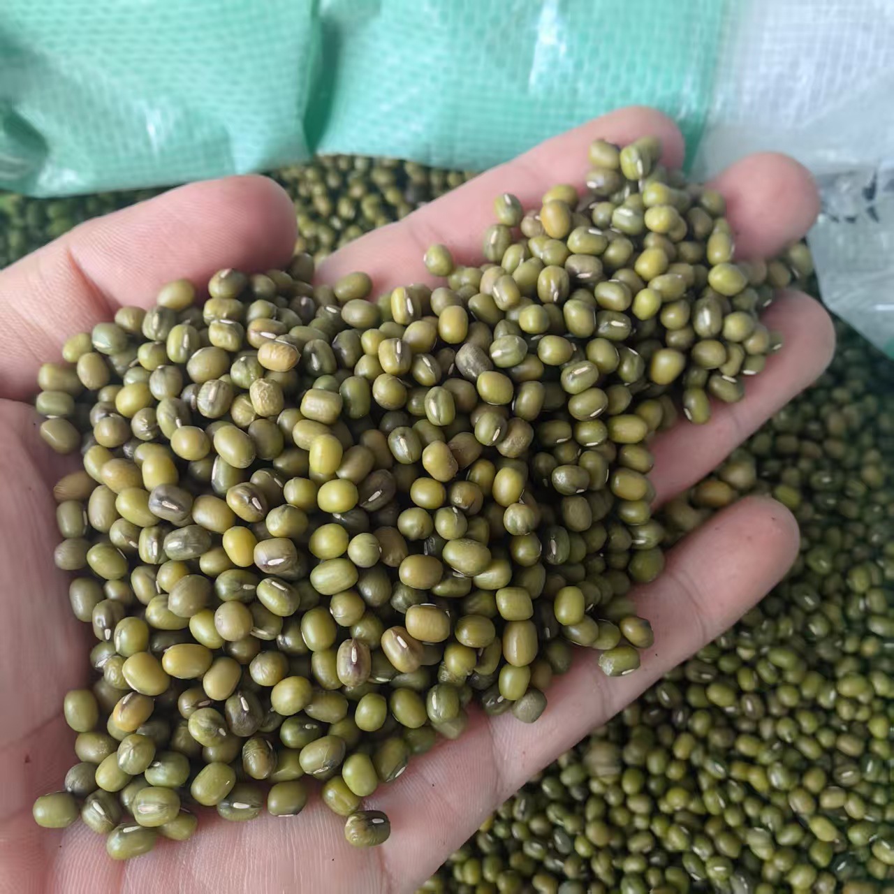 Northeast Mung Bean 2025 New Crop Lu Dou 500g 1000g Clean Culinary Green Beans for Soup Congee and Summer Drinks key features