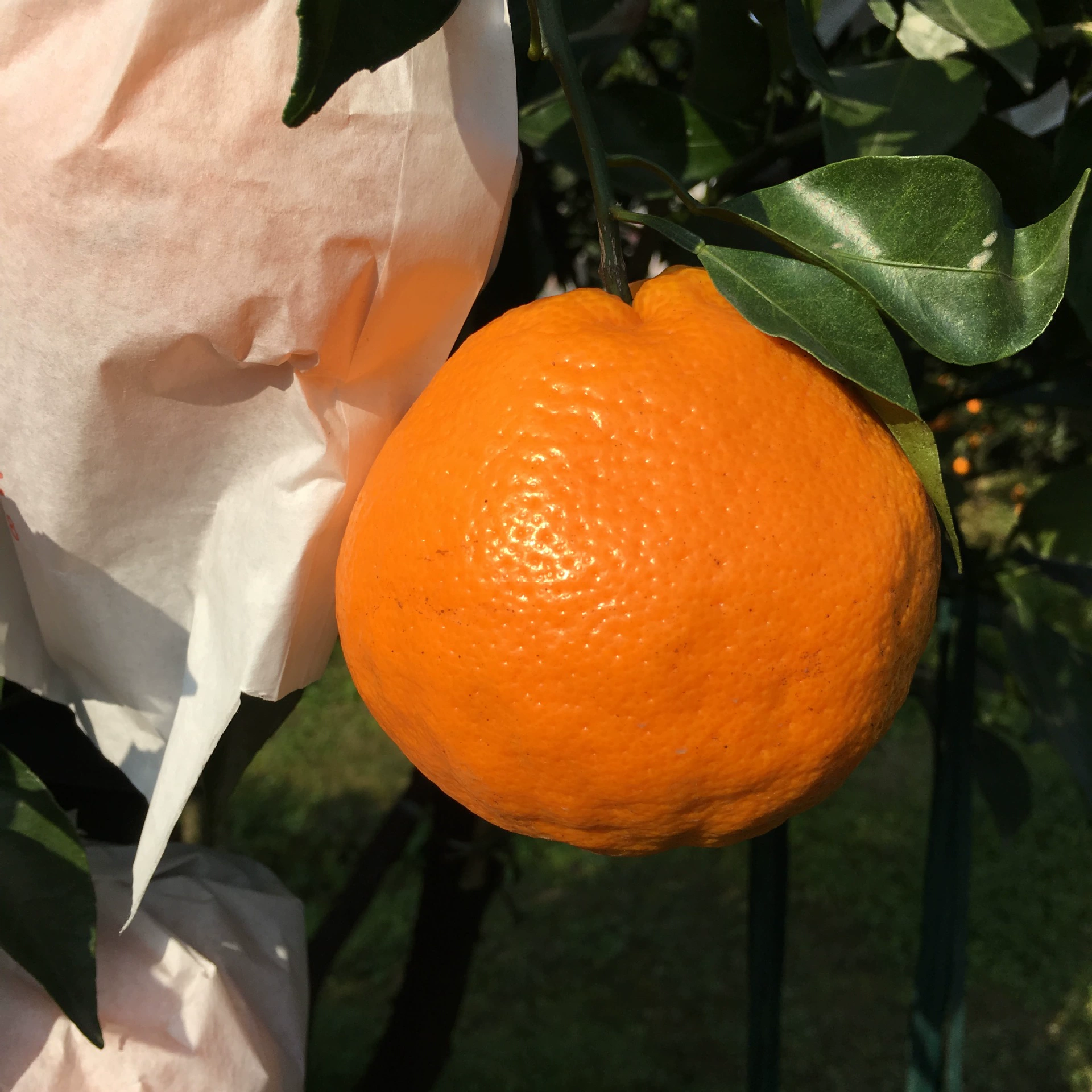 В наличии поколение Meishan Danleng Фруктовый сад Свежий выбрать сейчас весной см. грабли Оранжевые свежие фрукты оптом