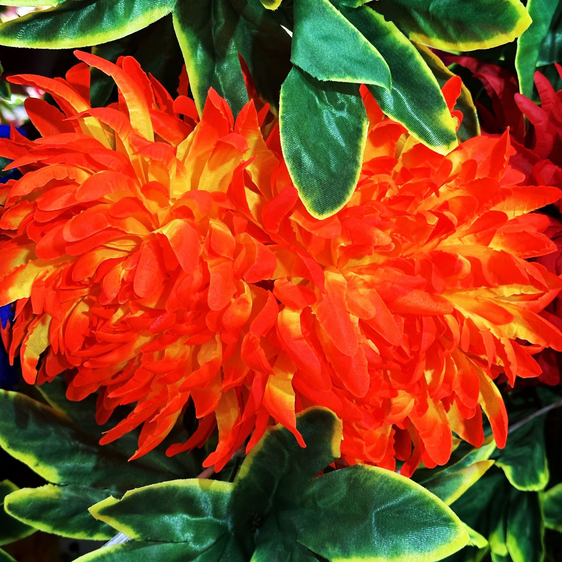Yellow core orange (10 heads, 2.5 meters)
