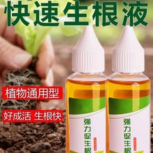 快速生根液粉剂移栽扦插生根水营养液植物通用强力多肉壮苗生根剂