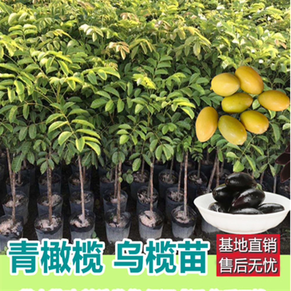 黑榄大核工艺橄榄苗青橄榄树苗果树嫁接乌榄南北方种甜橄榄果苗