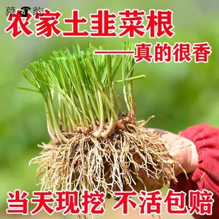 �r�Ҽ��~���²˸��玧���t���ϸ����~�ļ��̨���Ծ²��箔���¸�