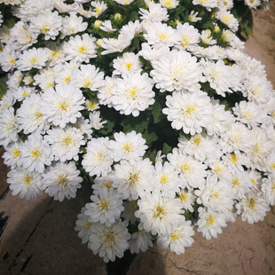 Linglong Chrysanthemum Seeds Spring Sowing Flower Seeds Indoor Balcony Garden Potted Plants Easy to Grow Aster Flower Seeds