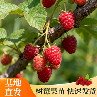 ԭ�S�l؛���Ԙ�ݮ���縲���Ә���t��÷����ҾӾGֲ�Nֲ�Y������