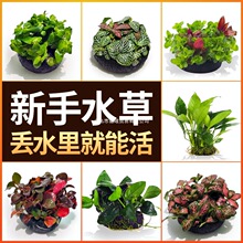 �~��ˮ�����ֲ����w����������Bˮ��Gֲ���֑����쾰�o���ɰ