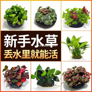 �~��ˮ�����ֲ����w����������Bˮ��Gֲ���֑����쾰�o���ɰ