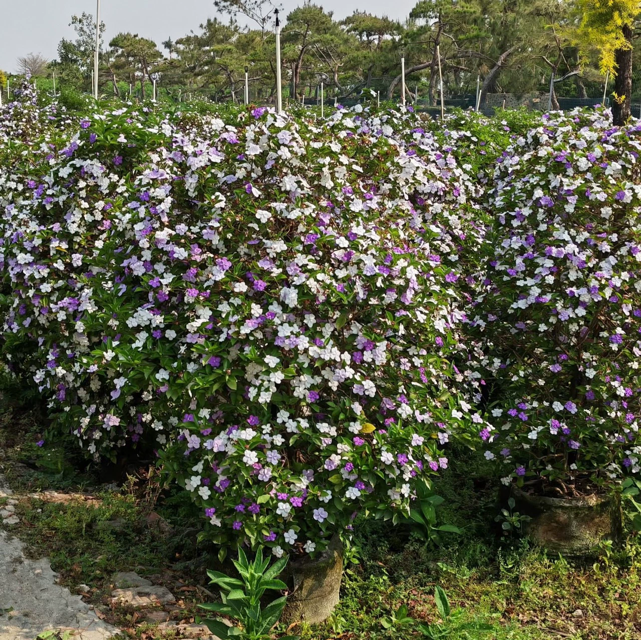 2304 рассадная ферма поставляет двухцветный жасмин 60-120 см
