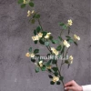 Apricot vine