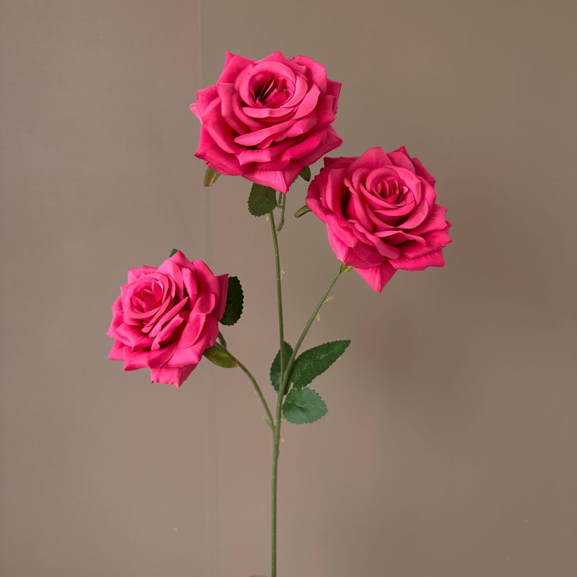 Rose red