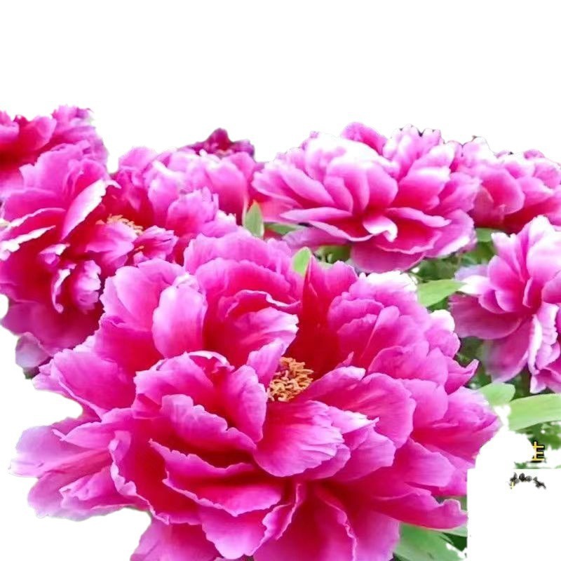 Venta al por mayor de semillas de flores y plantas eustoma malvarrosa peonía cobre dinero hierba margarita rosa sol peonía flor combinación de flores
