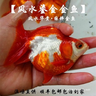 ���~�Bֳ���t�׻��̽��5~8cm�L��β�t���̽��~���Lˮ�~���l