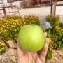 新鲜正宗水果