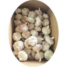 金乡出口原产地直发蒜头杂交白蒜红蒜小网袋装新鲜保鲜大蒜